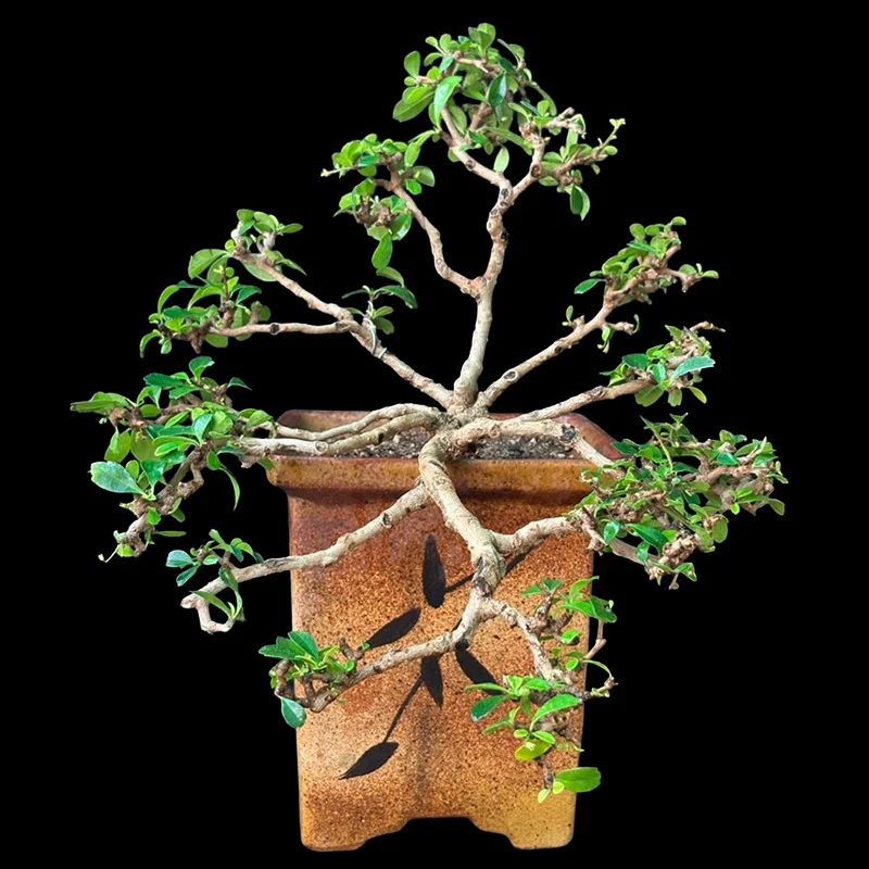 CARMONA MICROPHYLLA